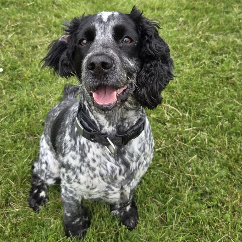 Black and white spaniel on grass smiling towards the camera