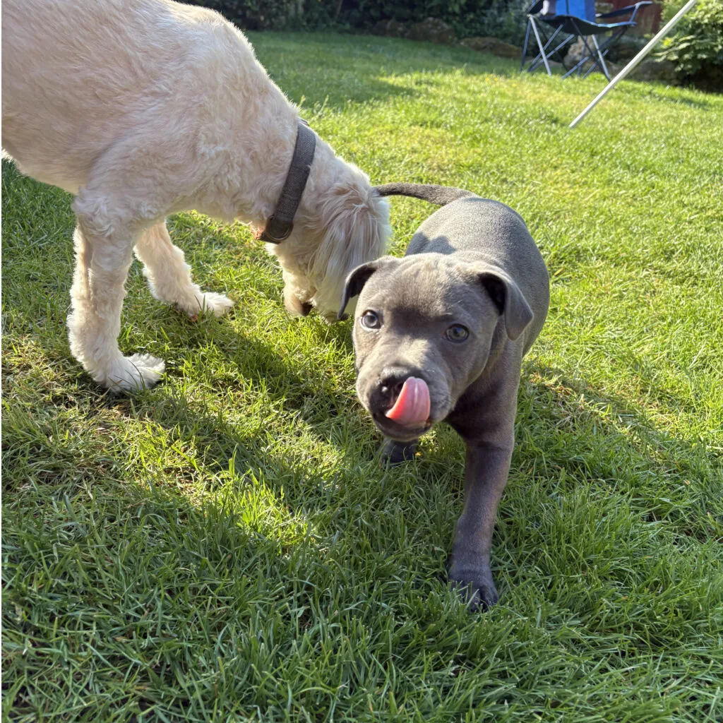 blue dog in foreground licking lips, while white dog in background sniffs the grass