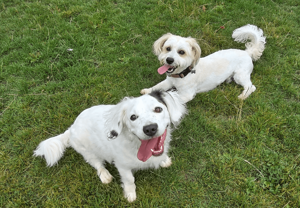 Two fluffy white dogs walking off lead, posing for the camera