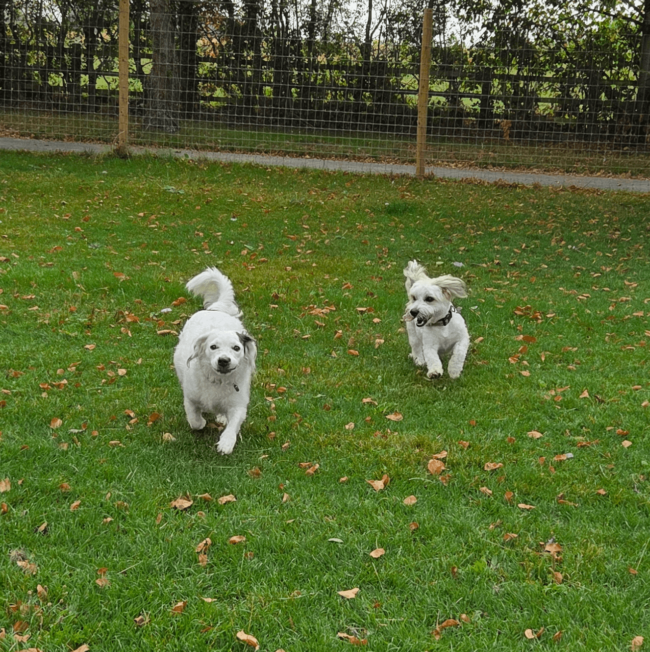 Two white dogs running over grass towards the camera