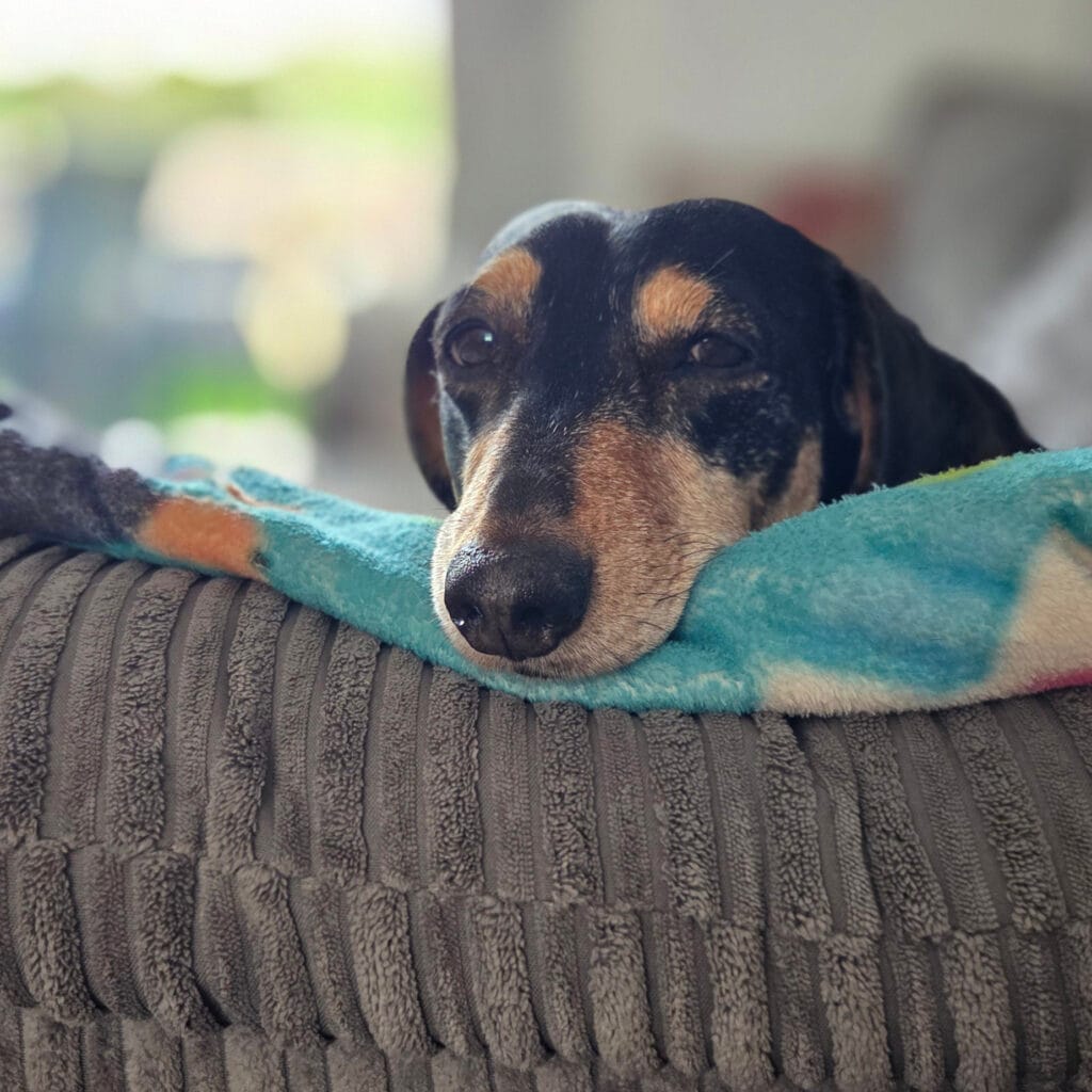 sausage dog sat on the couch in his house